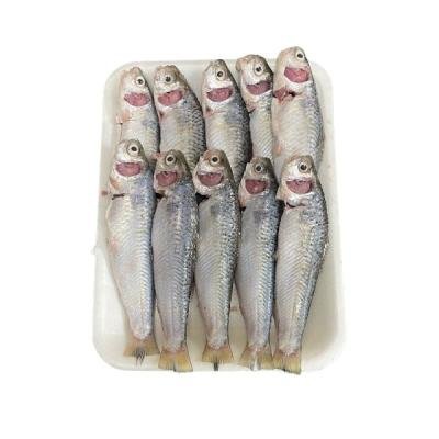 টাটকিনি মাছ